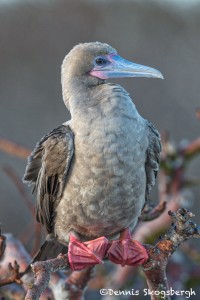 5293 Red-footed Booby (Sula sula) Genovesa Island, Galapagos