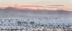 5638 Foggy Sunrise, Bosque del Apache NWR, New Mexico