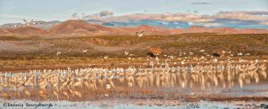 5639 Morning, Bosque del Apache NWR, New Mexico