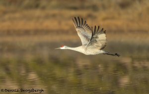 5642 Sunrise, Sandhill Crane (Grus canadensis), Bosque del Apache NWR, New Mexico