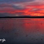 5695 Sunrise, Bosque del Apache NWR, New Mexico