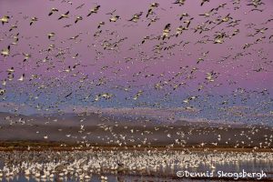 5697 Morning Fly-out, Bosque del Apache NWR, New Mexico