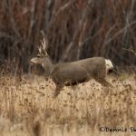 5699 White-tailed Deer, Bosque del Apache NWR, New Mexico