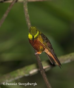 6175 Chestnut-breasted Coronet (Boissonneaua matthewsii), Guango Lodge, Ecuador