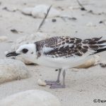 6184 Juvenile Swallow-tailed Gull (Creagrus furcatus), South Plaza Island, Galapagos