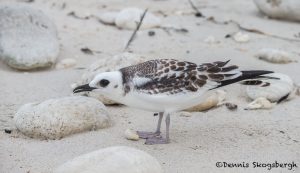 6184 Juvenile Swallow-tailed Gull (Creagrus furcatus), South Plaza Island, Galapagos