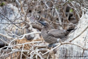 6188 Immature Red-footed Booby (Sula sula), Genovesa Island, Galapagos