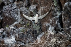 6189 Nazca Booby (Sula granti), Genovesa Island, Galapagos