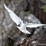 6191 Swallow-tailed Gull (Creagrus furcatus), South Plaza Island, Galapagos
