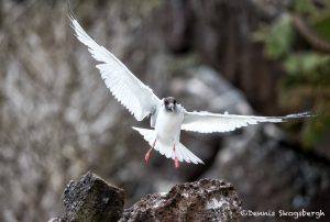 6191 Swallow-tailed Gull (Creagrus furcatus), South Plaza Island, Galapagos