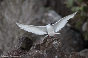 6192 Swallow-tailed Gull (Creagrus furcatus), South Plaza Island, Galapagos