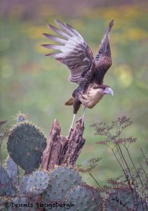 5480 Crested Caracara (Carcara cheriway), Rio Grande Valley, TX