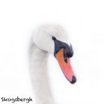 5612 Mute Swan (Cygnus olor), Vancouver, Island, Canada