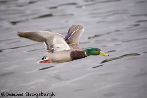 5613 Male Mallard (Anas platyryhnchos), Vancouver Island, Canada