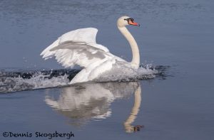5618 Mute Swan (Cygnus olor), Vancouver Island, Canada
