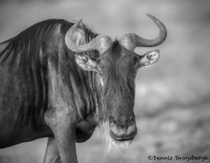 6194 Wildebeest, Serengeti, Tanzania
