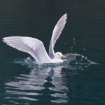 5287 Glaucous-winged Gull (Larus glaucescens), Homer, Alaska