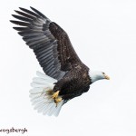 5289 Bald Eagle, Homer, Alaska