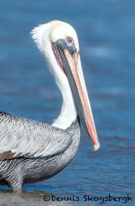 5646 Male Brown Pelican (Pelecanus occidentalis), Bolivar Peninsula), Texas