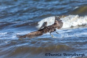 5649 Female Brown Pelican (Pelecanus occidentalis), Bolivar Peninsula, Texas