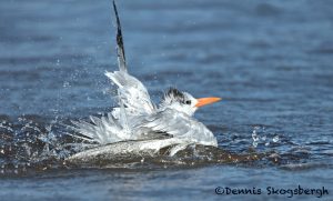 5652 Royal Tern (Thalasseus maximus), Bolivar Peninsula, Texas