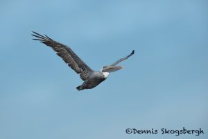 5653 Male Brown Pelican (Pelecanus occidentalis), Bolivar Peninsula, Texas