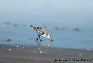 5655 Sanderling (Calidris alba), Bolivar Peninsula, Texas