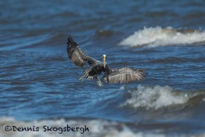 5656 Male Brown Pelican (Pelecanus occidentalis), Bolivar Peninsula, Texas