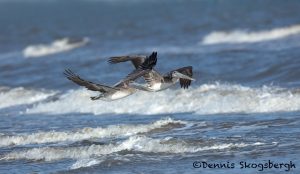 5658 Brown Pelicans (Pelecanus occidentalis), Bolivar Peninsula, Texas