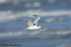 5662 Royal Tern (Thalasseus maximus), Bolivar Peninsula, Texas