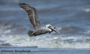 5678 Male Brown Pelican (Pelecanus occidentalis), Bolivar Peninsula, Texas