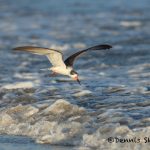 5669 Black Simmer (Rynchops niger), Bolivar Peninsula, Texas