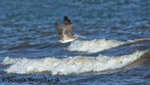 5677 Female Brown Pelican (Pelecanus occidentalis), Bolivar Peninsula, Texas