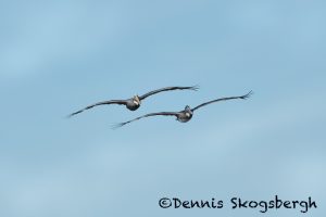 5680 Brown Pelican (Pelecanus occidentalis), Bolivar Peninsula, Texas