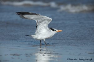 5683 Royal Tern (Thalasseus maximus), Bolivar Peninsula, Texas
