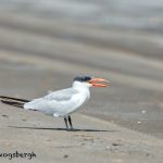 5684 Royal Tern (Thalasseus maximus), Bolivar Peninsula, Texas