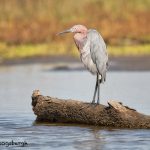 5702 Reddish Egret (Egretta rufescens), Bolivar Peninsula, Texas