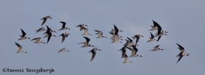 5707 Flock of Black Skimmers (Rynchops niger), Bolivar Peninsula, Texas