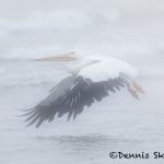 5709 Foggy Morning, American White Pelican (Pelecanus erythrorhynchos), Bolivar Peninsula, Texas
