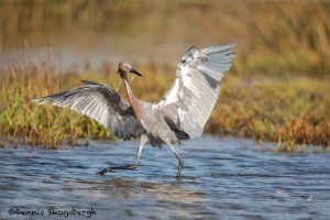 5710 Reddish Egret (Egretta rufescens), Bolivar Peninsula, Texas