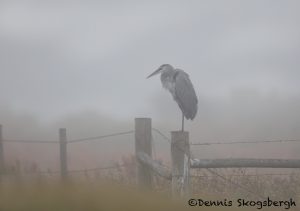 5712 Foggy Morning, Great Blue Heron (Adea herodias), Bolivar Peninsula, Texas