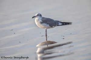 5716 Laughing Gull (Leucophaeus atricilla), Bolivar Peninsula, Texas