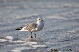 5717 Laughing Gull (Leucophaeus atricilla). Bolivar Peninsula, Texas