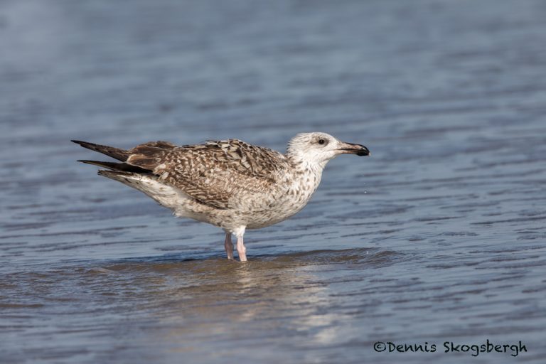 5724 Herring Gull (Larus argentatus), Bolivar Peninsula, Texas Dennis