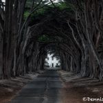 6081 Cypress Tree Tunnel, Point Reyes, California