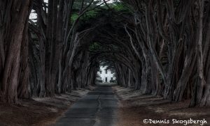 6081 Cypress Tree Tunnel, Point Reyes, California