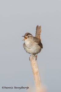 6210 Marsh Wren (Cistothorus palustris), Lac Le Jeune, BC