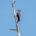 6211 Pileated Woodpecker (Hylatomus pileatus), Lac Le Jeune, BC