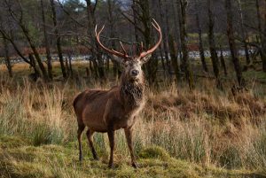 7190 Deer, Glencoe, Scotland 1