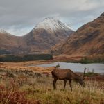 7191 Deer, Glencoe, Scotland